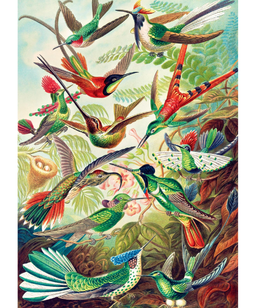 Imagination Puzzle: Ernst Haeckel Hummingbirds / Kolibry (1000 elementów)