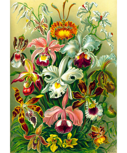 Imagination Puzzle: Ernst Haeckel Orchidea / Orchid (1000 elementów)