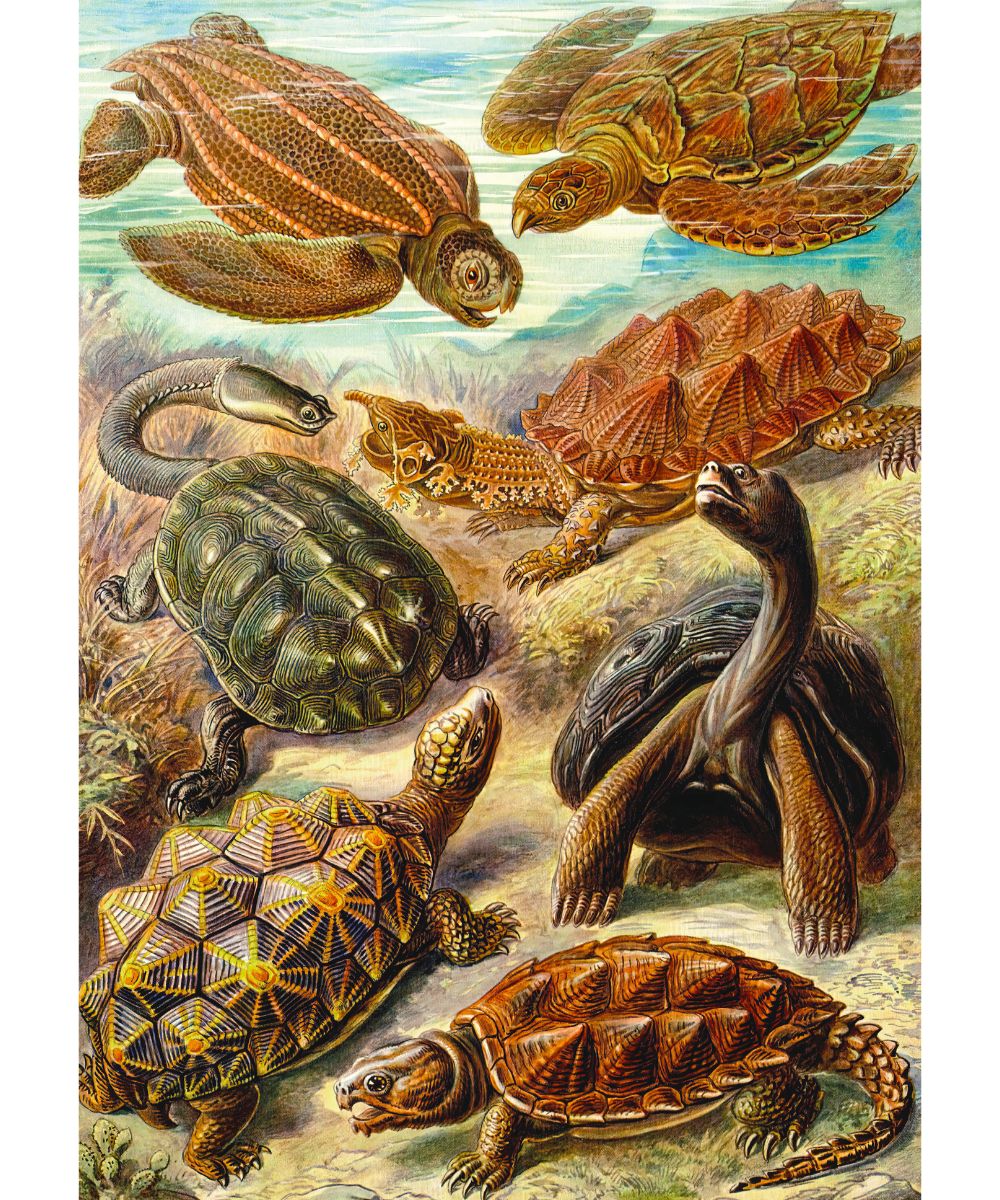 Imagination Puzzle: Ernst Haeckel Żółwie morskie, 1000 elementów
